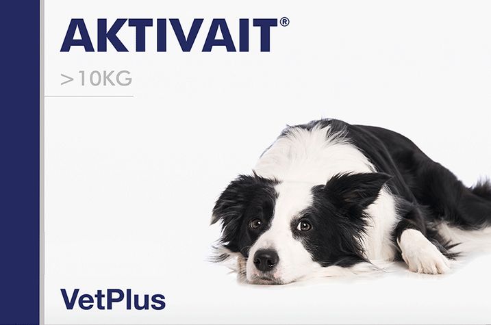 Aktivait Dog